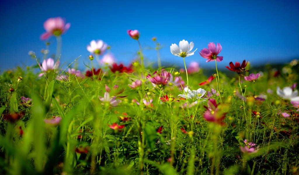 Spring Flower Land for 1024 x 600 widescreen resolution