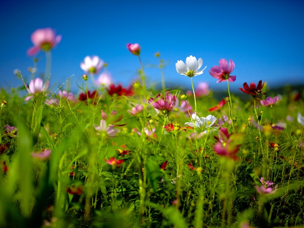 Spring Flower Land for 1024 x 768 resolution