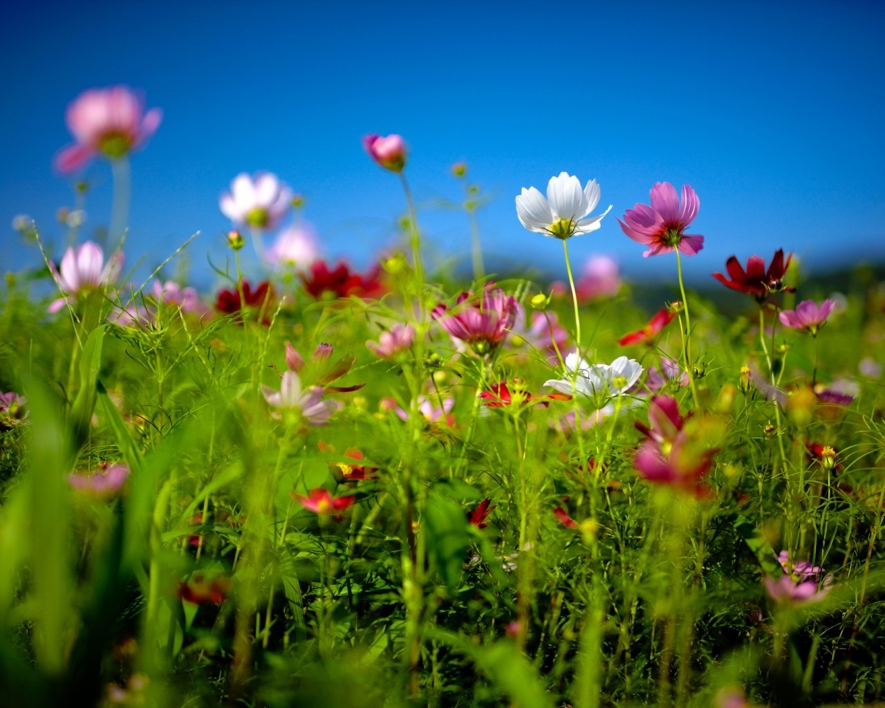 Spring Flower Land for 1280 x 1024 resolution