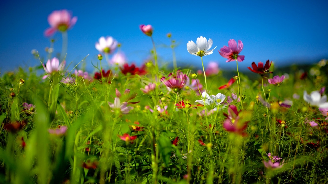 Spring Flower Land for 1280 x 720 HDTV 720p resolution