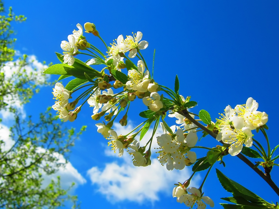 Spring Flower Tree for 1152 x 864 resolution