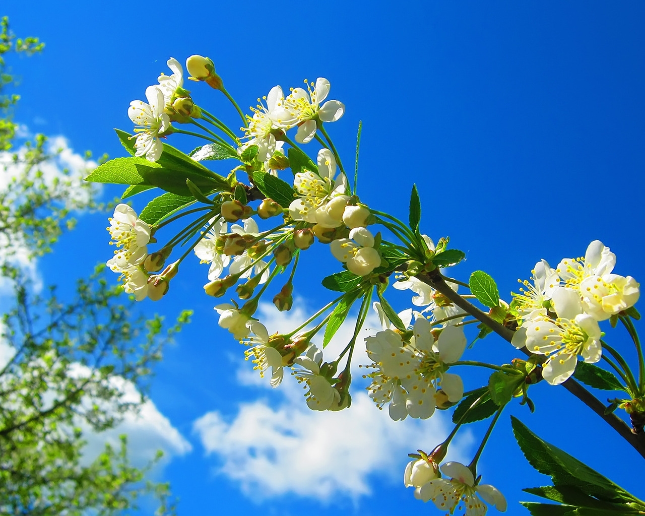 Spring Flower Tree for 1280 x 1024 resolution