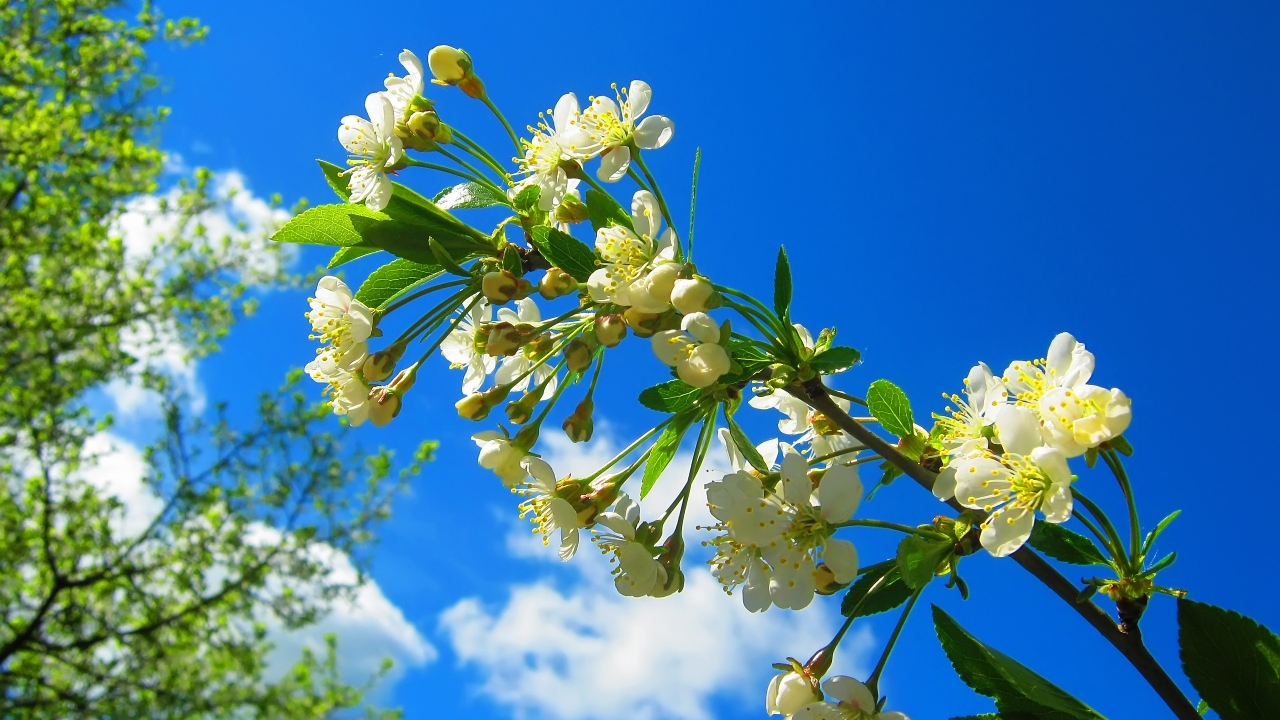 Spring Flower Tree for 1280 x 720 HDTV 720p resolution