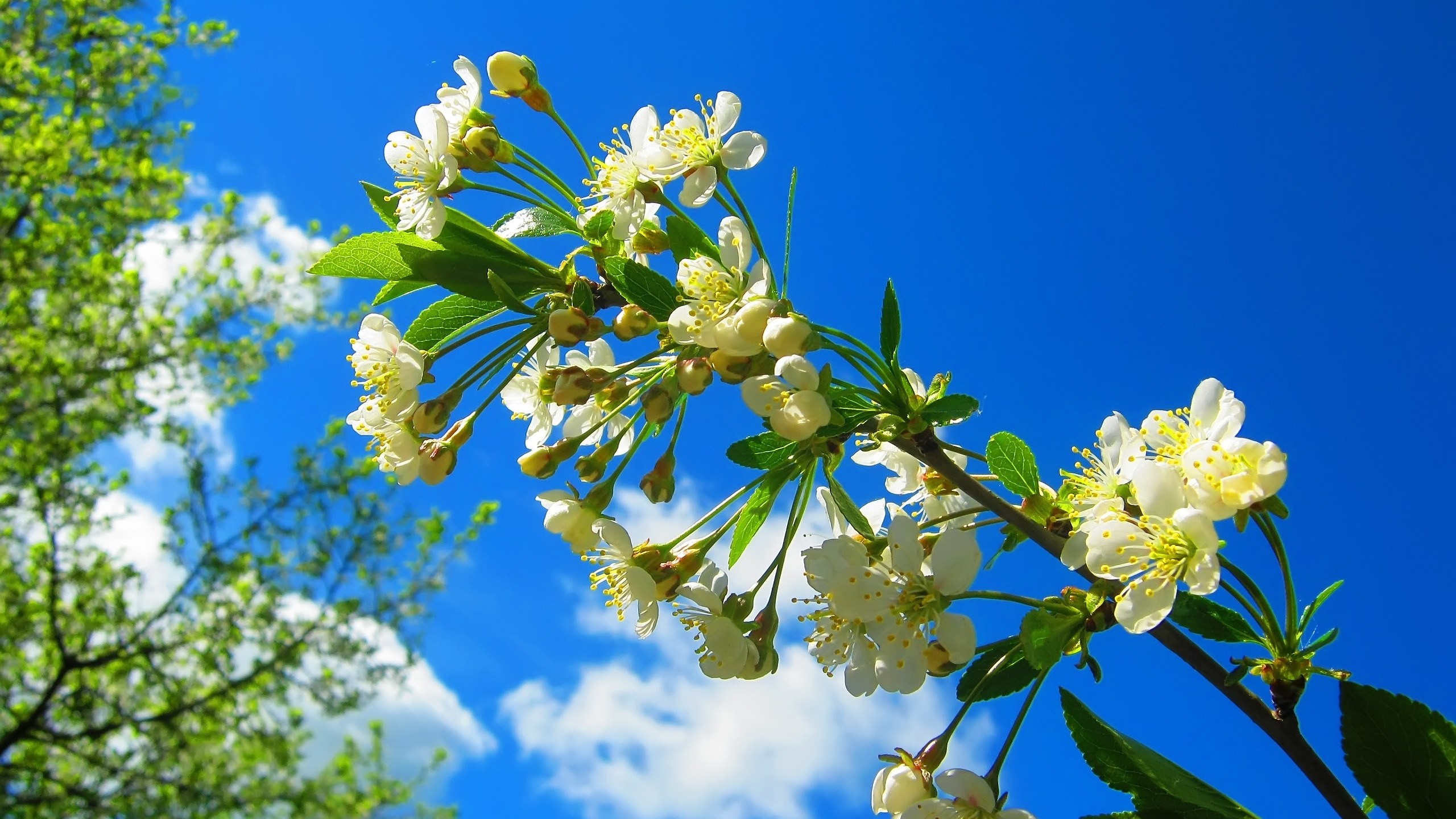 Spring Flower Tree for 2560x1440 HDTV resolution