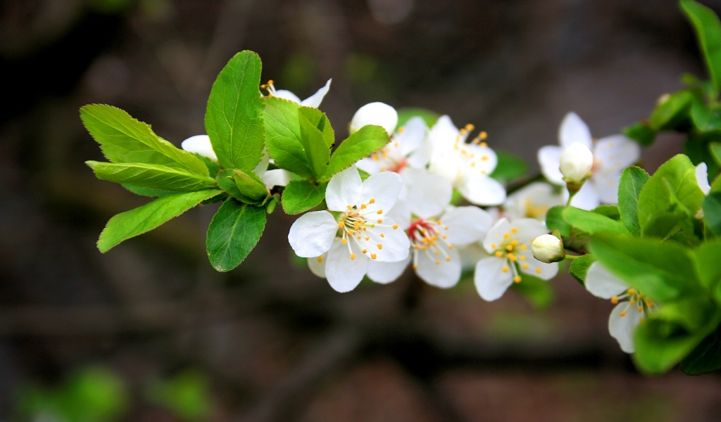 Spring Flowers for 1024 x 600 widescreen resolution