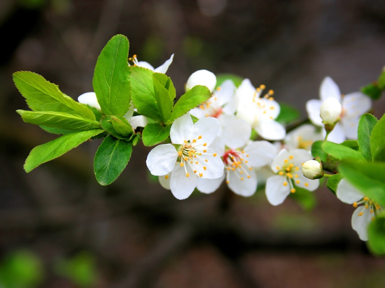 Spring Flowers for 1280 x 960 resolution