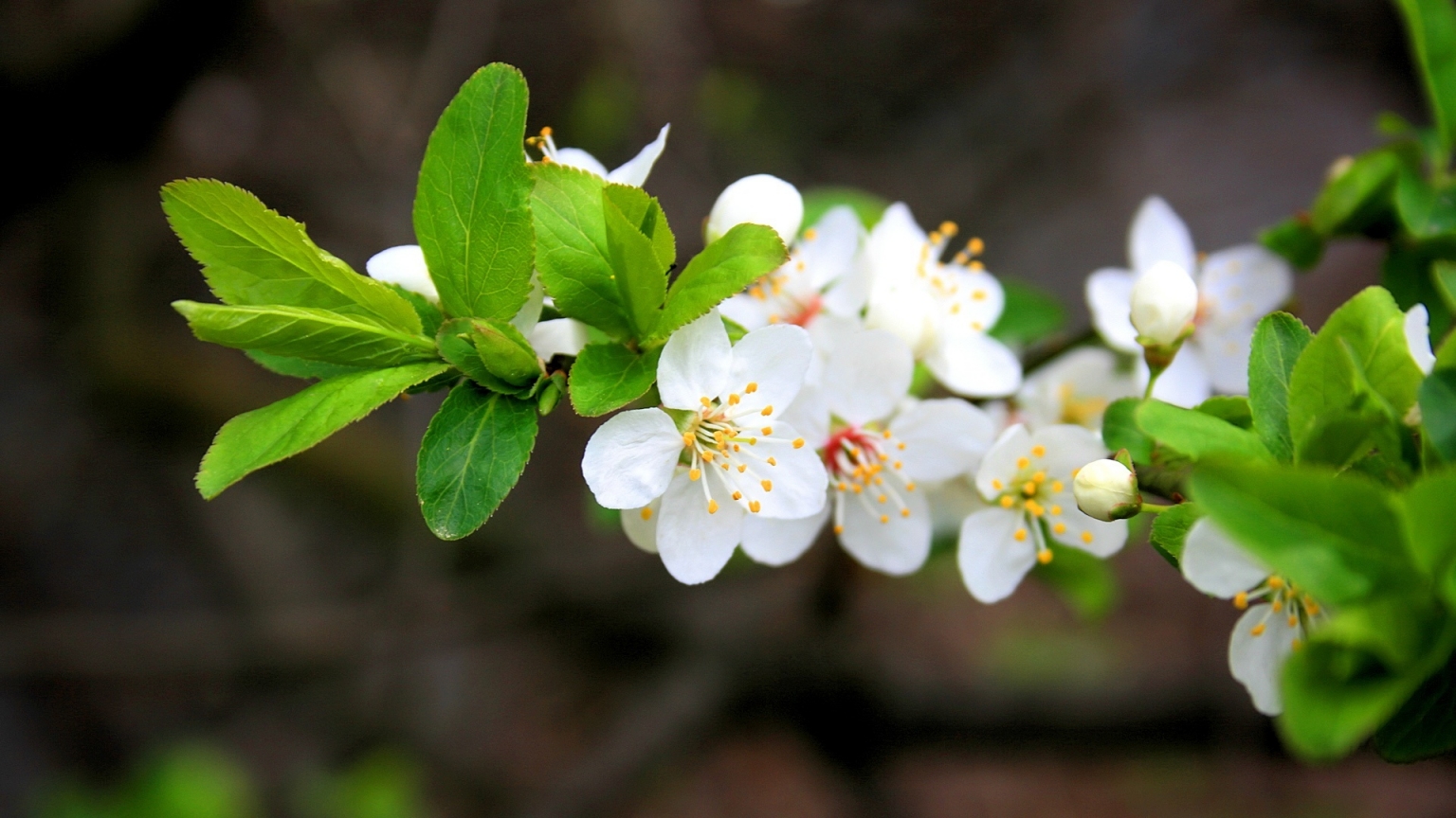 Spring Flowers for 1536 x 864 HDTV resolution