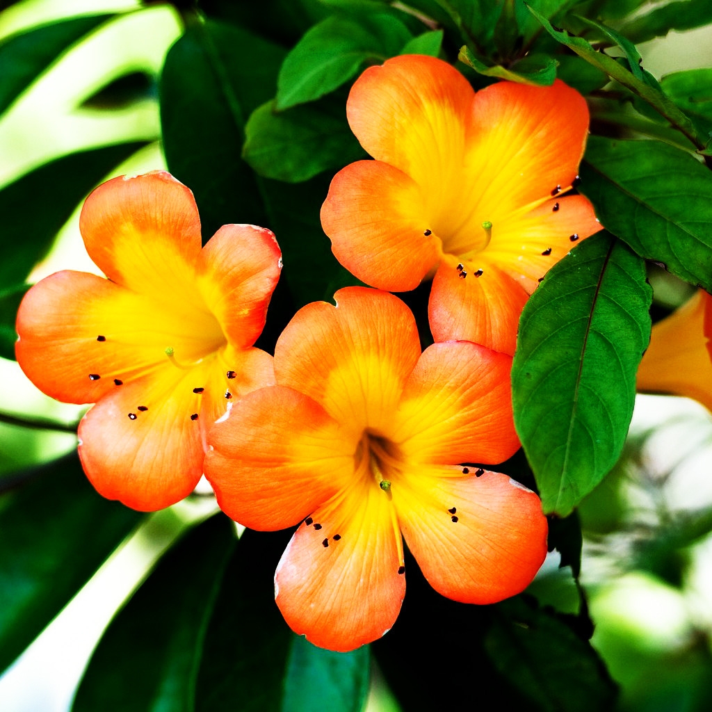 Spring Orange Flower for 1024 x 1024 iPad resolution