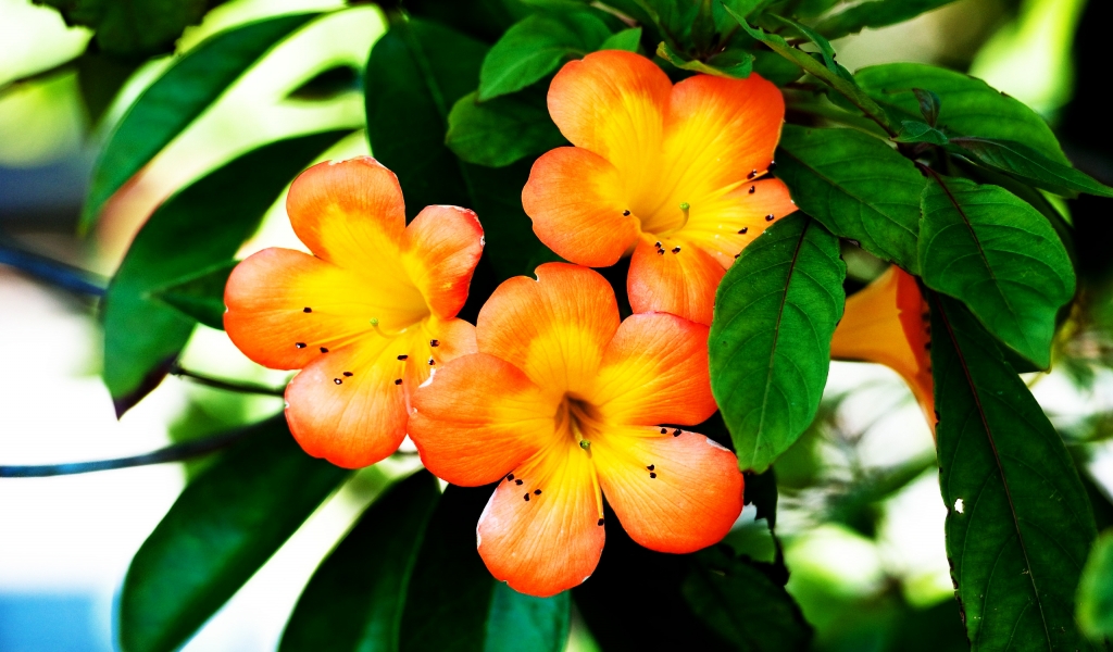 Spring Orange Flower for 1024 x 600 widescreen resolution