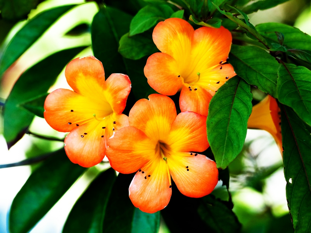Spring Orange Flower for 1024 x 768 resolution