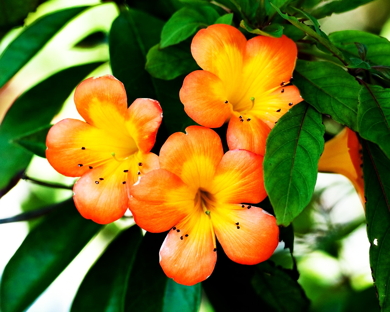 Spring Orange Flower for 1280 x 1024 resolution