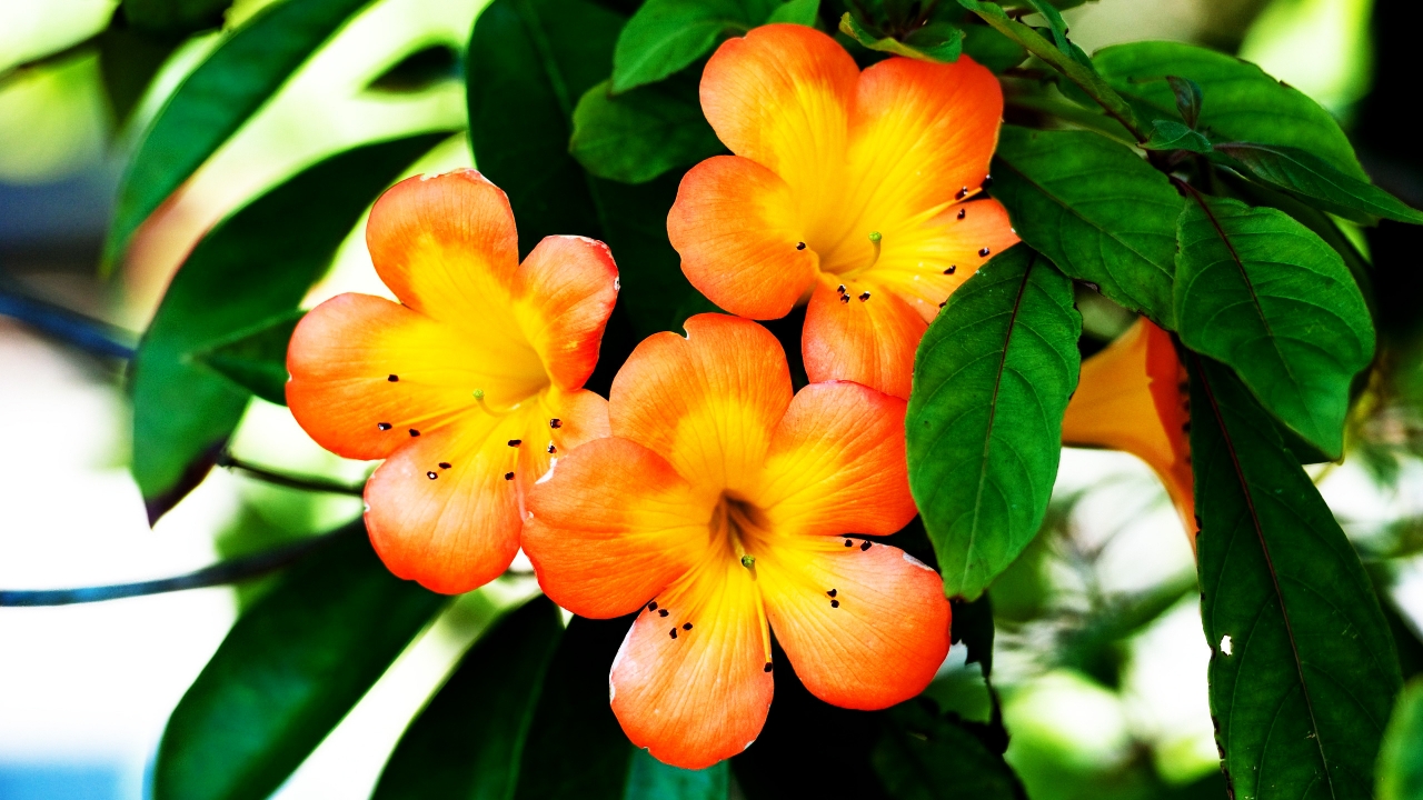 Spring Orange Flower for 1280 x 720 HDTV 720p resolution