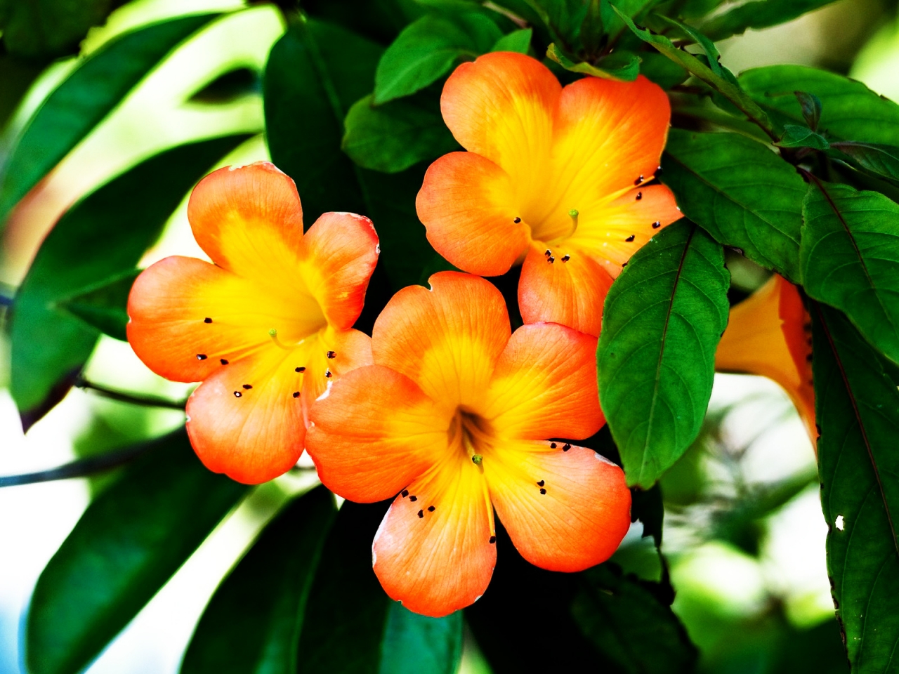 Spring Orange Flower for 1280 x 960 resolution