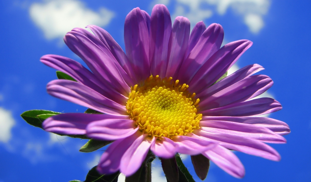 Spring Purple Flower for 1024 x 600 widescreen resolution