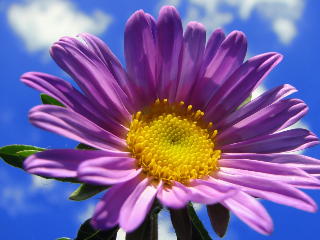 Spring Purple Flower for 1024 x 768 resolution