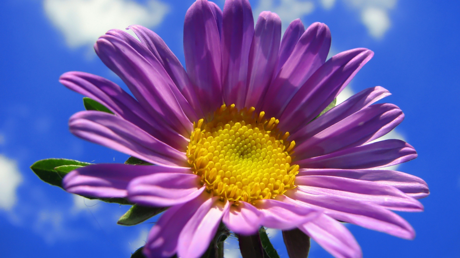 Spring Purple Flower for 1536 x 864 HDTV resolution