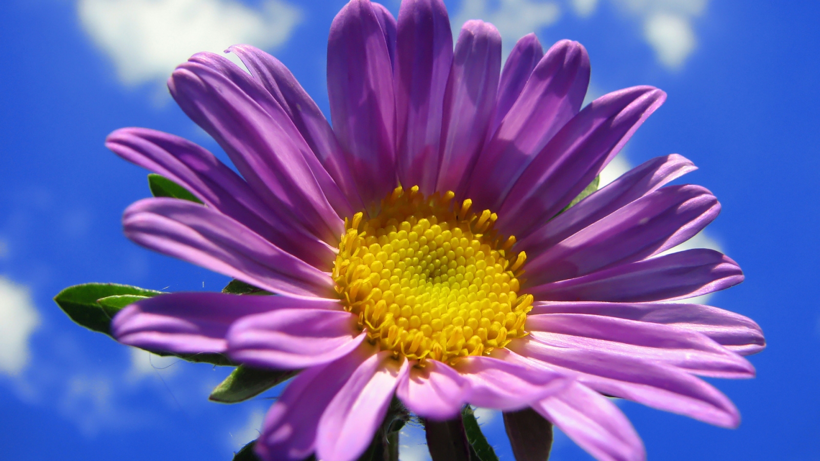 Spring Purple Flower for 1600 x 900 HDTV resolution