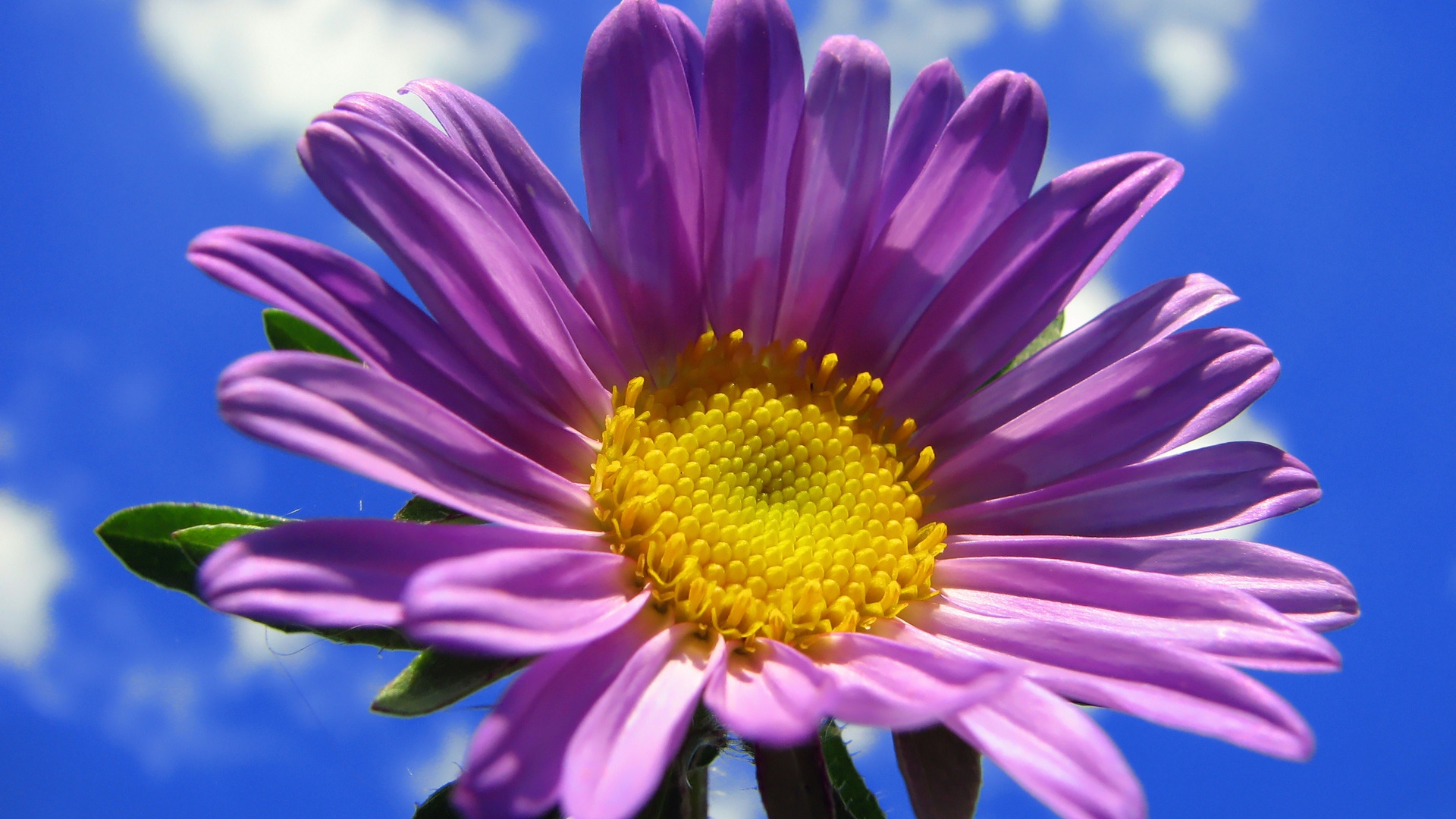 Spring Purple Flower for 1920 x 1080 HDTV 1080p resolution