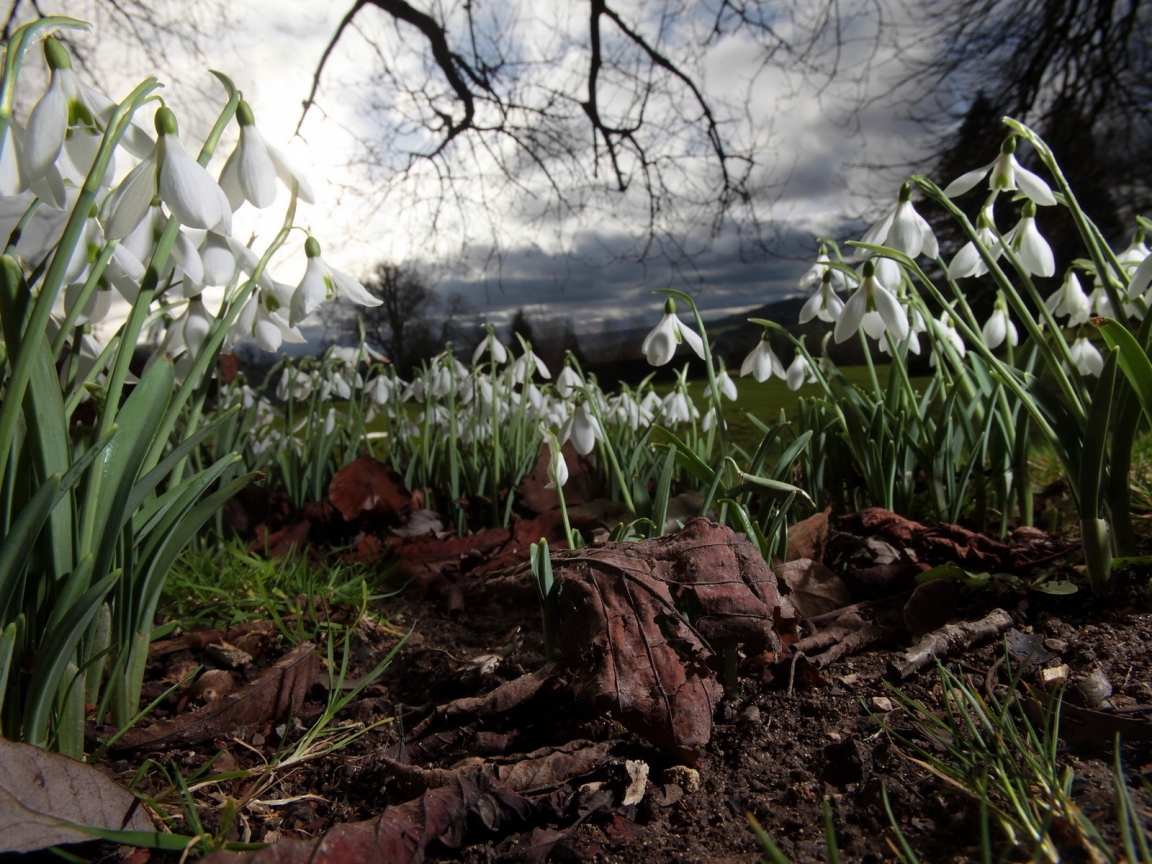 Spring Snowdrops for 1152 x 864 resolution