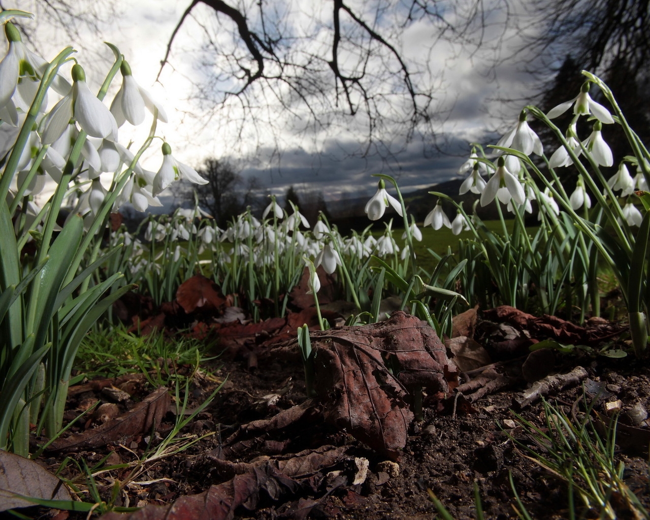 Spring Snowdrops for 1280 x 1024 resolution