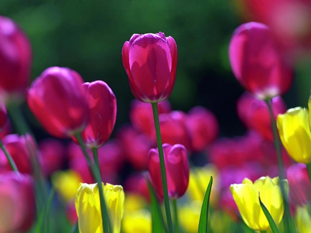 Spring Tulips for 1024 x 768 resolution