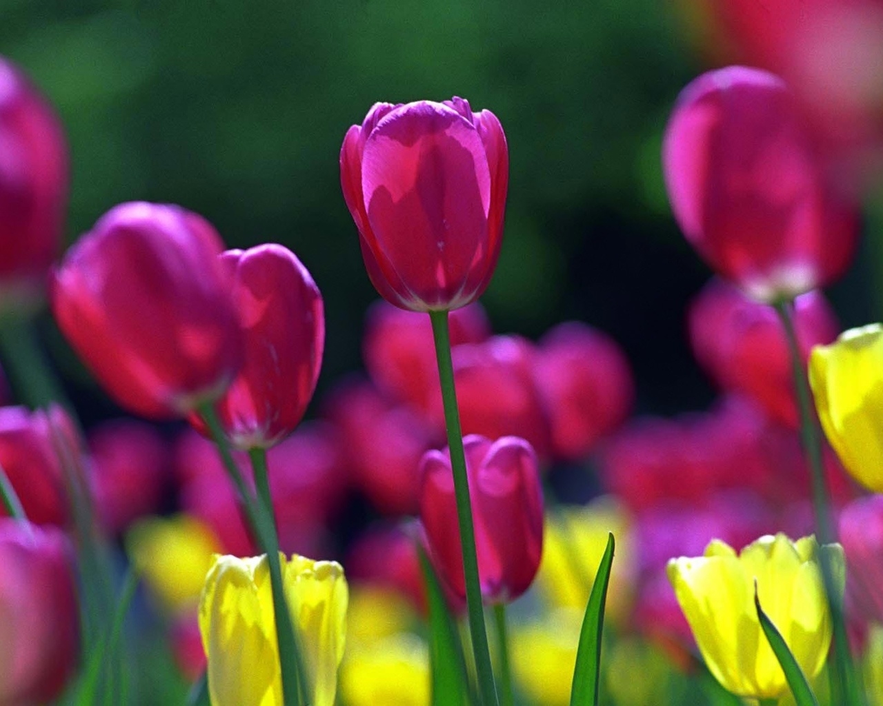 Spring Tulips for 1280 x 1024 resolution