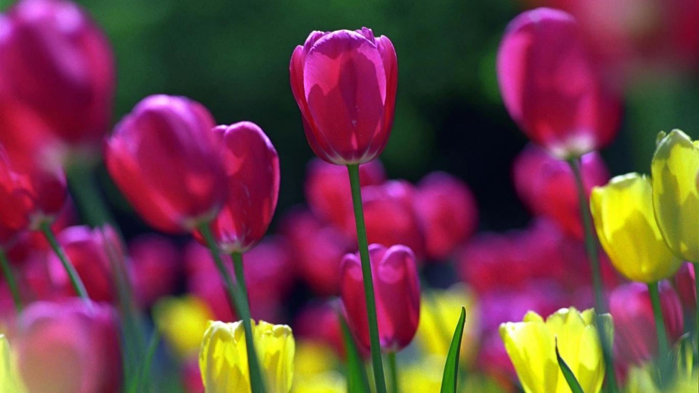 Spring Tulips for 1366 x 768 HDTV resolution