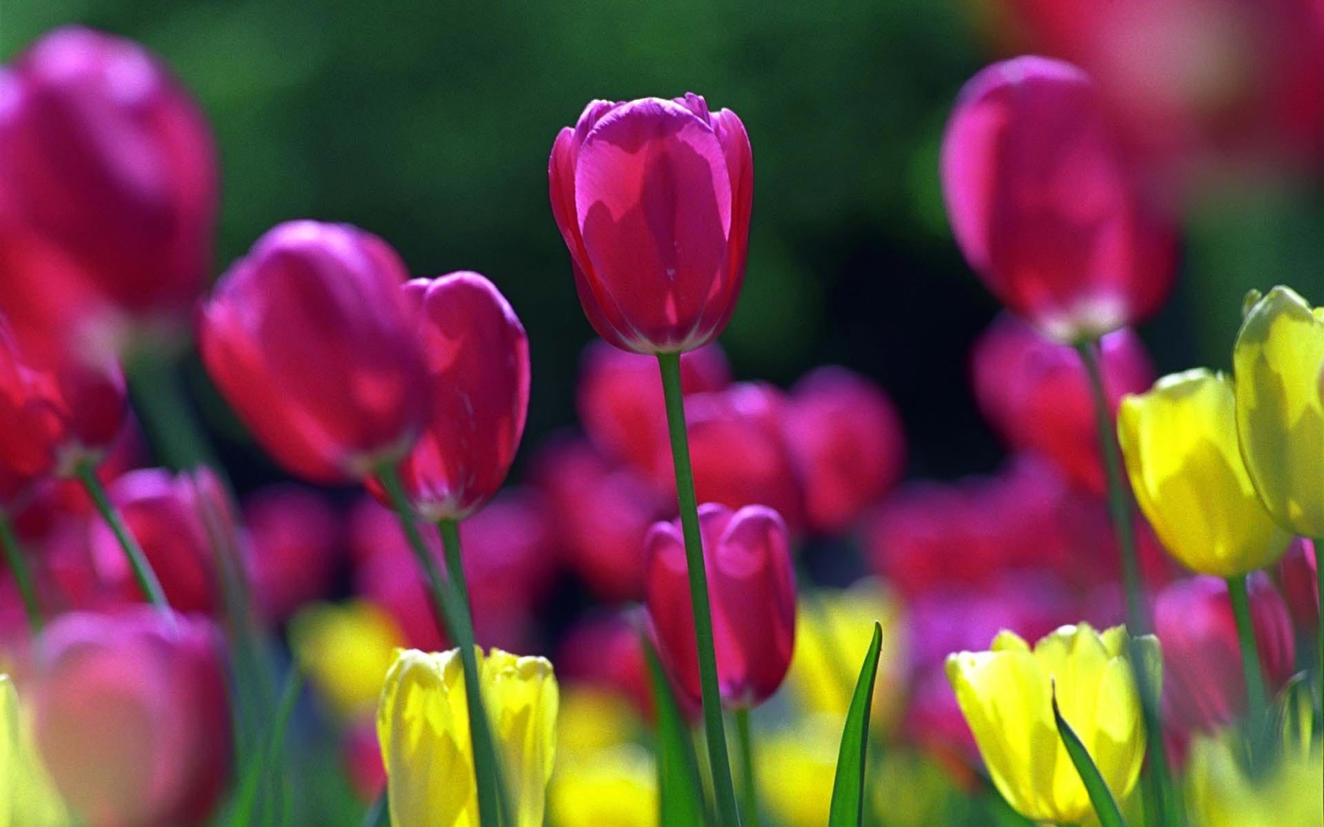 Spring Tulips for 1920 x 1200 widescreen resolution