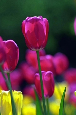Spring Tulips for 320 x 480 iPhone resolution