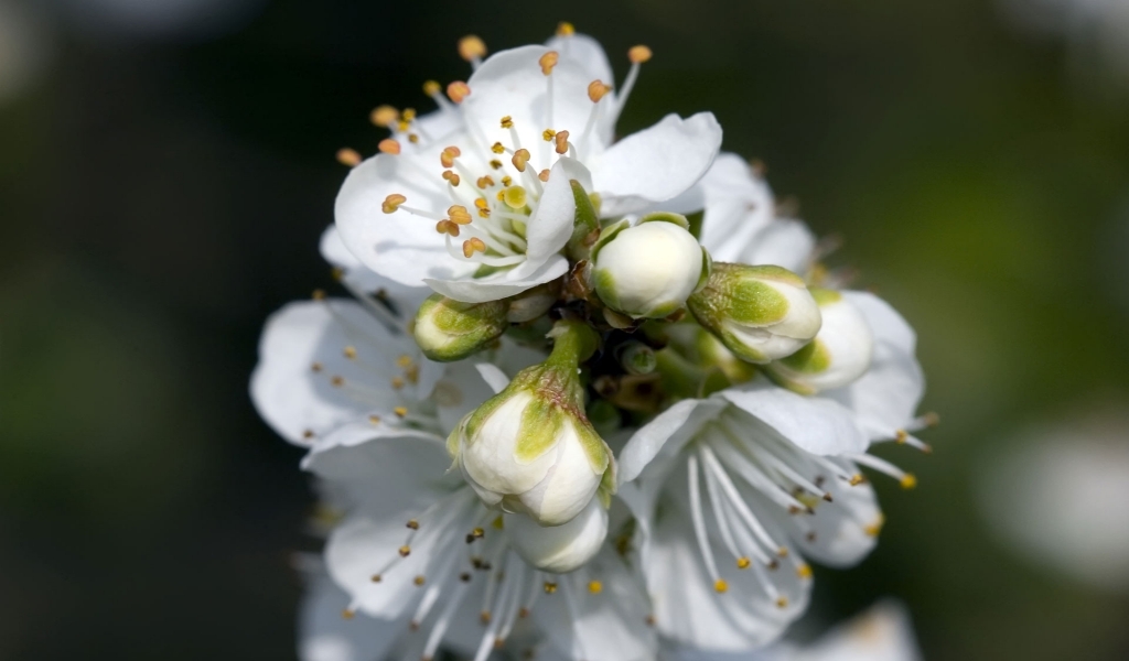 Spring White Flower for 1024 x 600 widescreen resolution