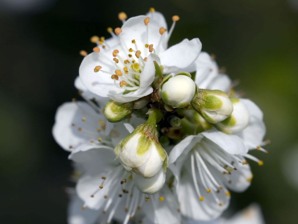 Spring White Flower for 1024 x 768 resolution