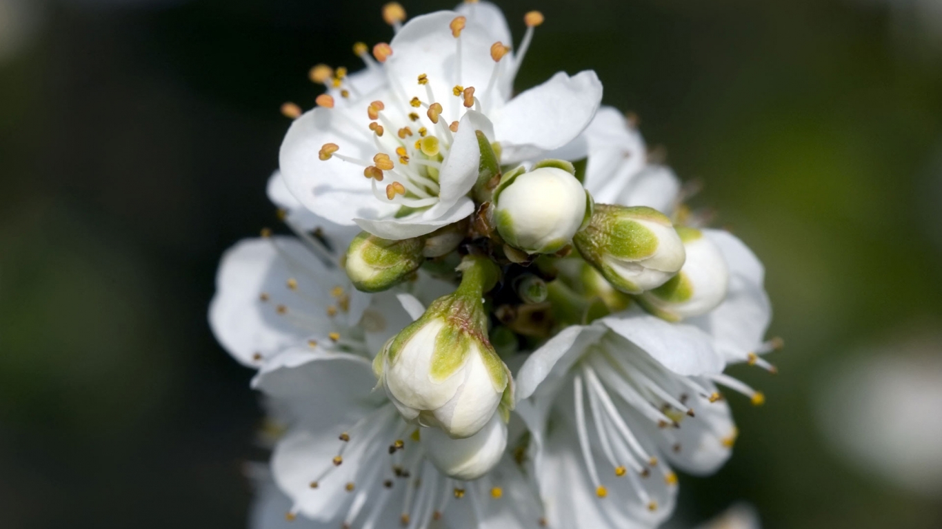 Spring White Flower for 1366 x 768 HDTV resolution