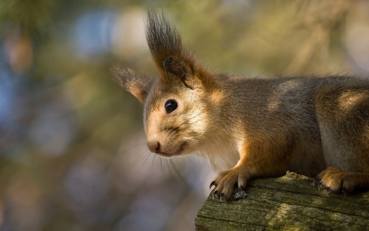 Squirrel for 1280 x 800 widescreen resolution