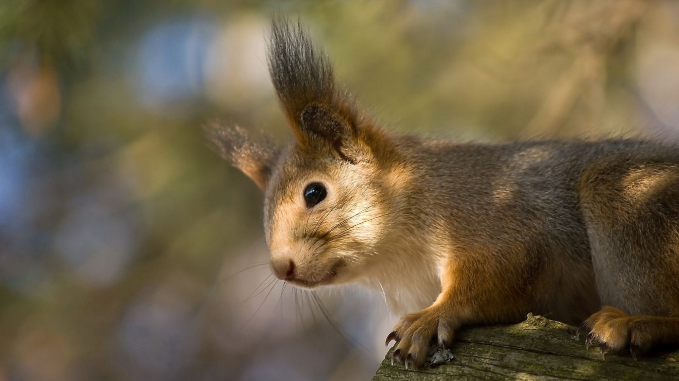 Squirrel for 1366 x 768 HDTV resolution