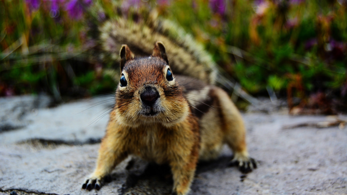Squirrel Close Up for 1366 x 768 HDTV resolution