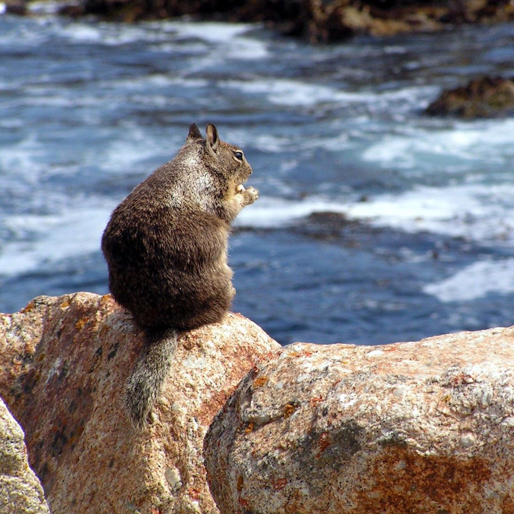 Squirrel on a Rock for 1024 x 1024 iPad resolution