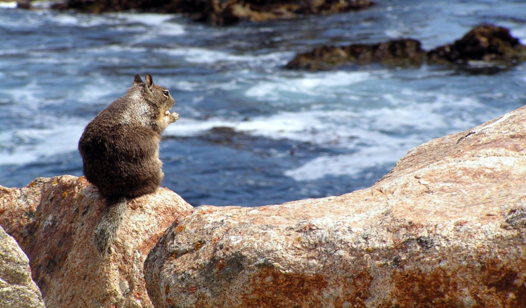 Squirrel on a Rock for 1024 x 600 widescreen resolution