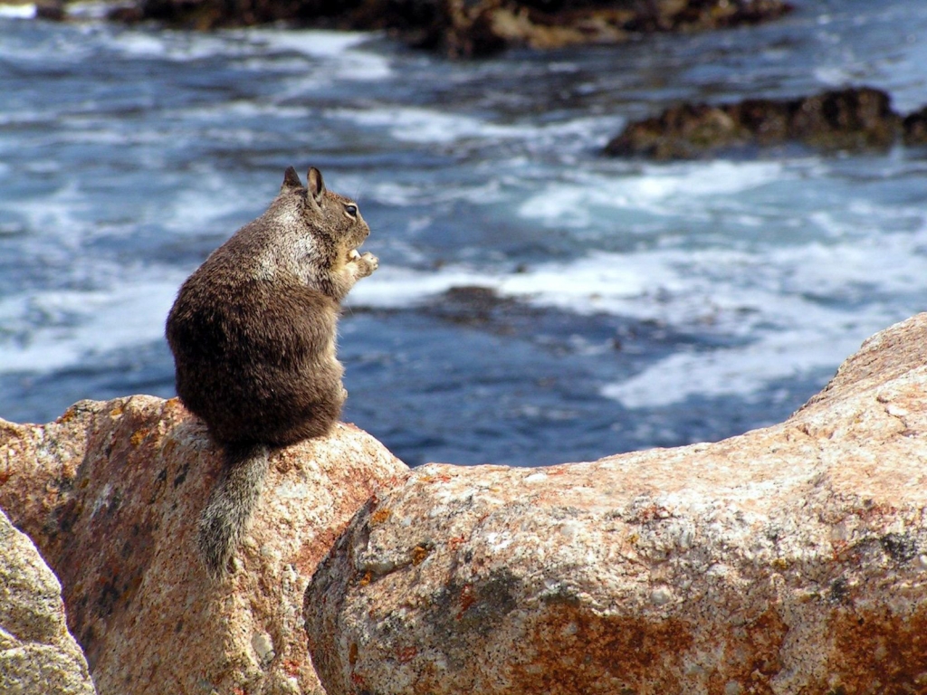 Squirrel on a Rock for 1024 x 768 resolution