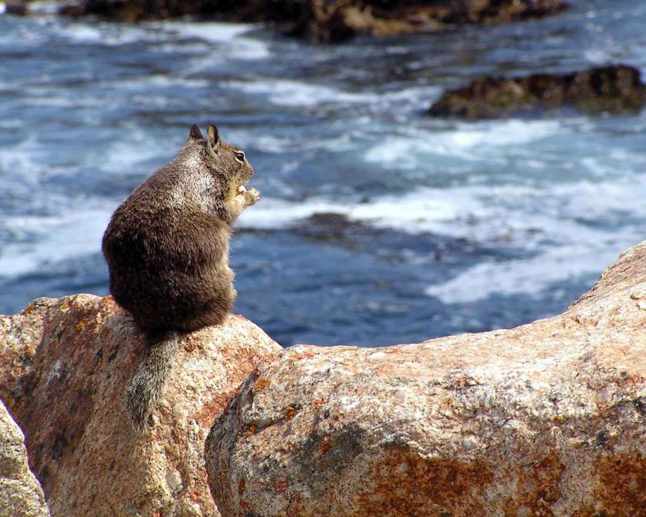 Squirrel on a Rock for 1280 x 1024 resolution
