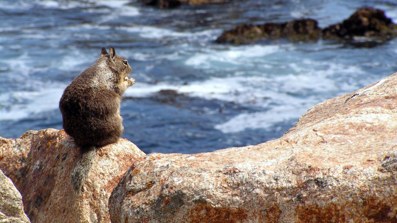 Squirrel on a Rock for 1366 x 768 HDTV resolution