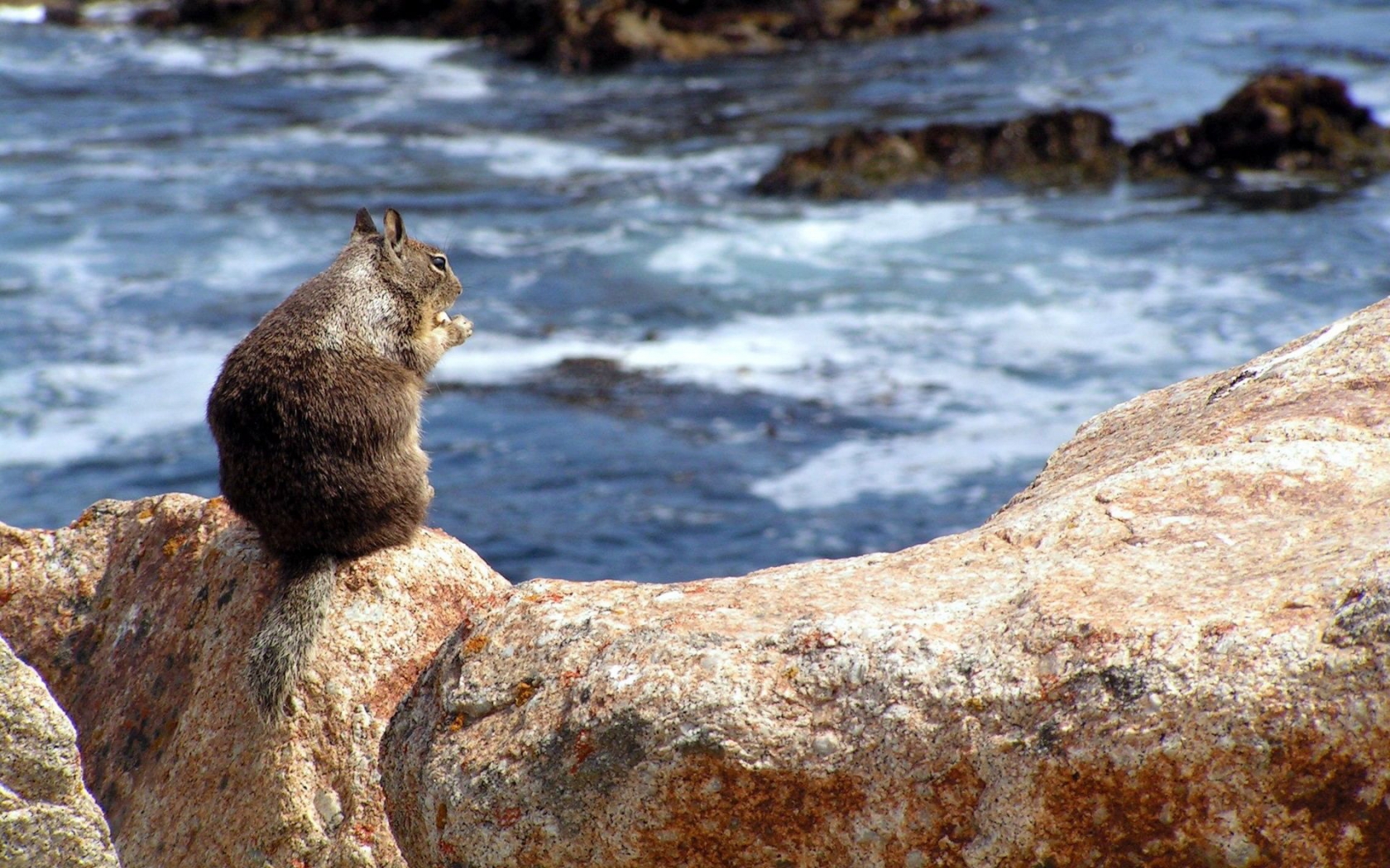 Squirrel on a Rock for 1680 x 1050 widescreen resolution