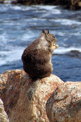 Squirrel on a Rock for 320 x 480 iPhone resolution