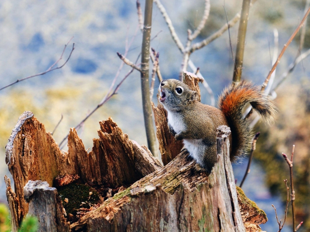 Squirrel on Branch for 1024 x 768 resolution