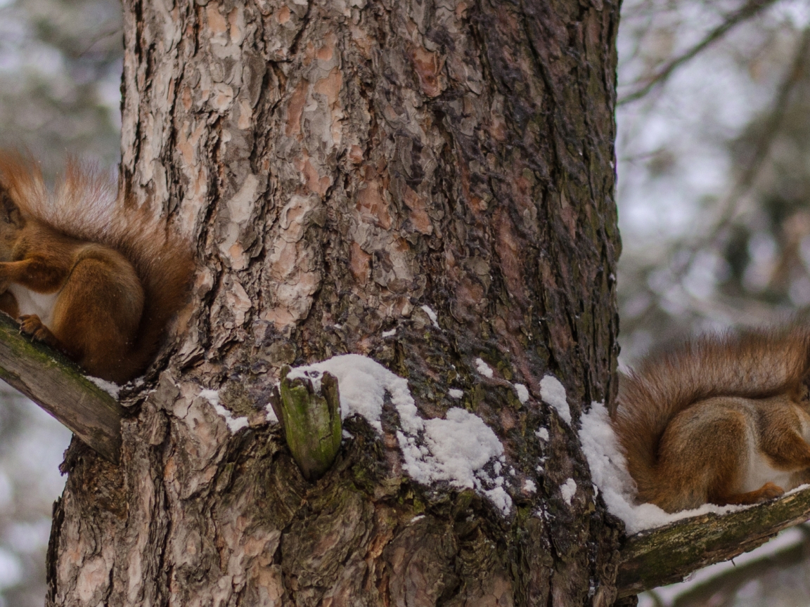Squirrels Eating Nuts for 1152 x 864 resolution