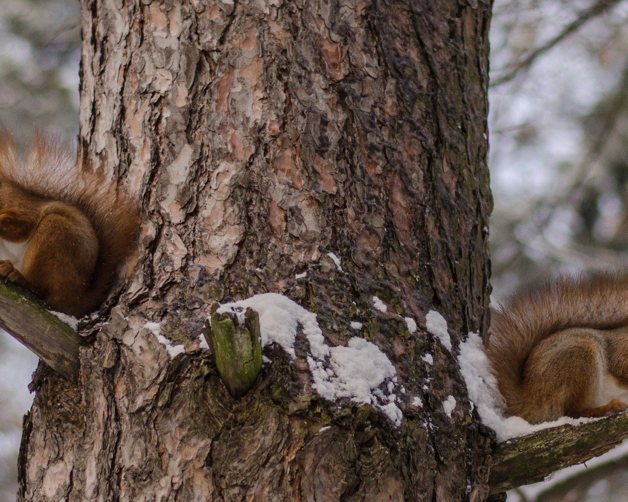 Squirrels Eating Nuts for 1280 x 1024 resolution