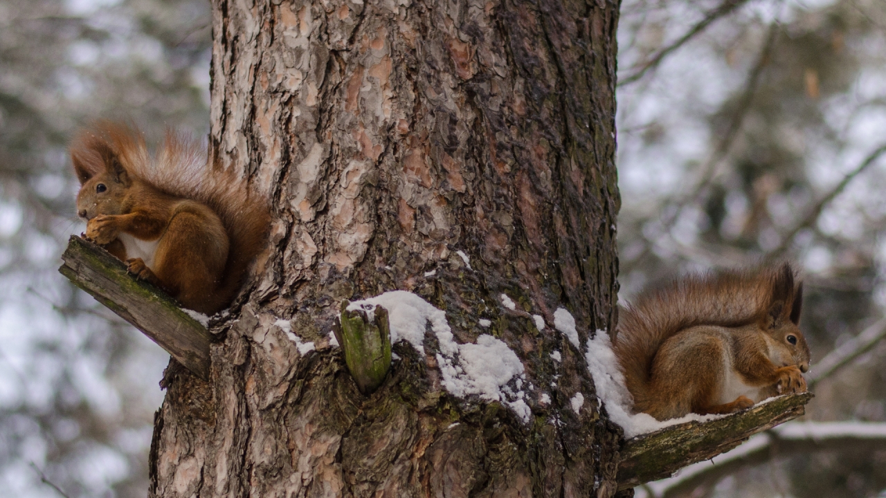Squirrels Eating Nuts for 1280 x 720 HDTV 720p resolution