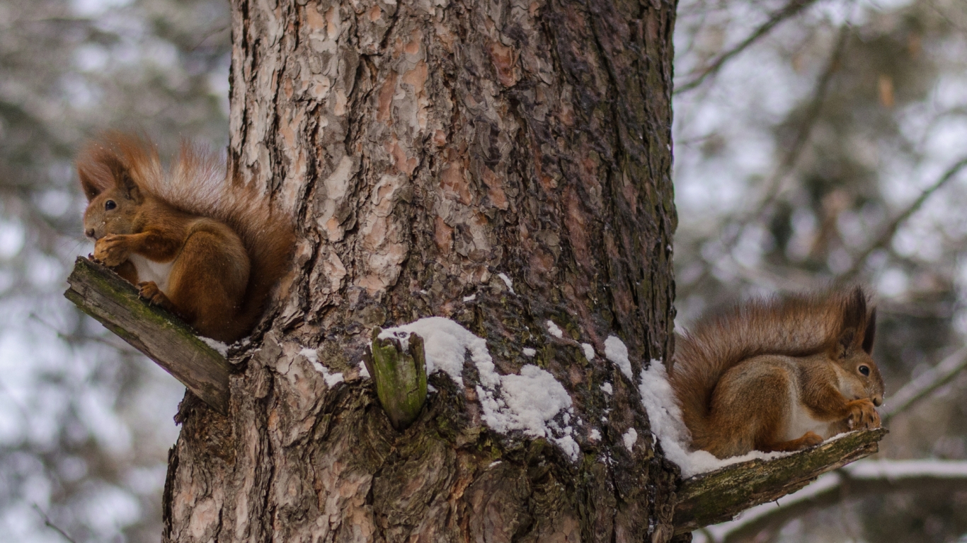 Squirrels Eating Nuts for 1366 x 768 HDTV resolution