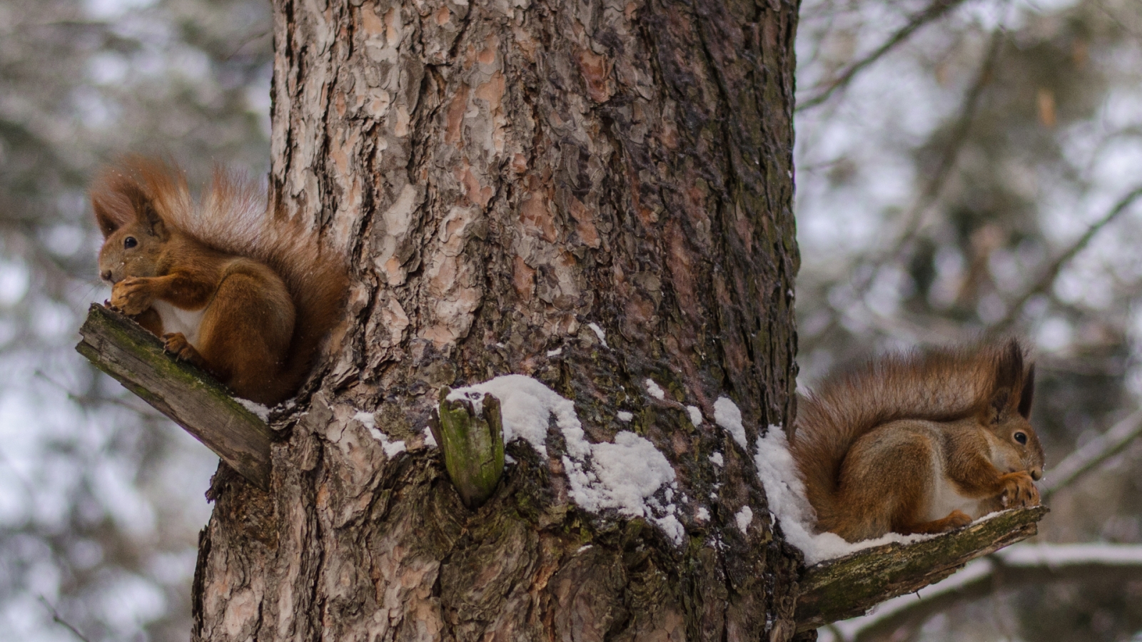 Squirrels Eating Nuts for 1600 x 900 HDTV resolution