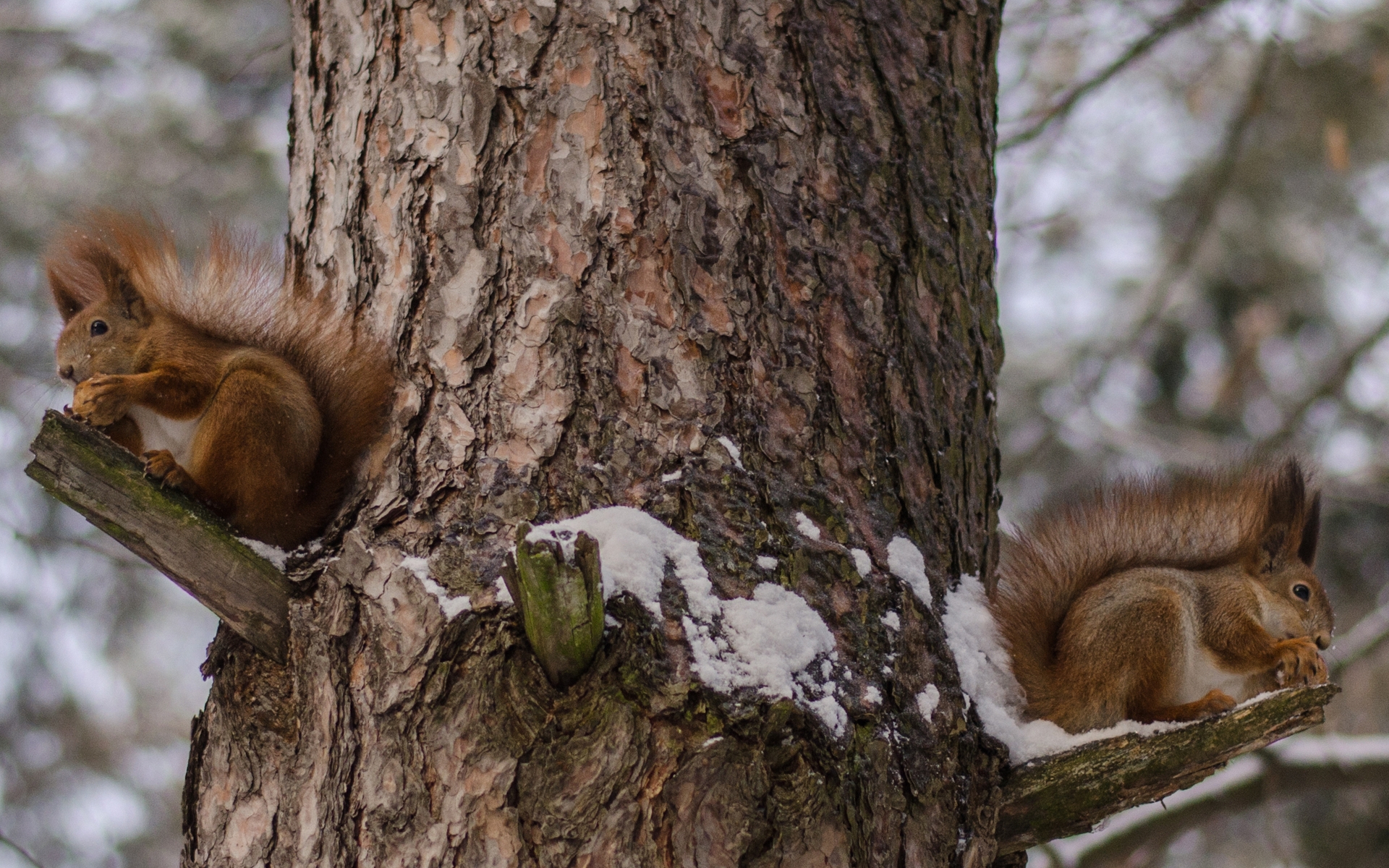 Squirrels Eating Nuts for 1920 x 1200 widescreen resolution
