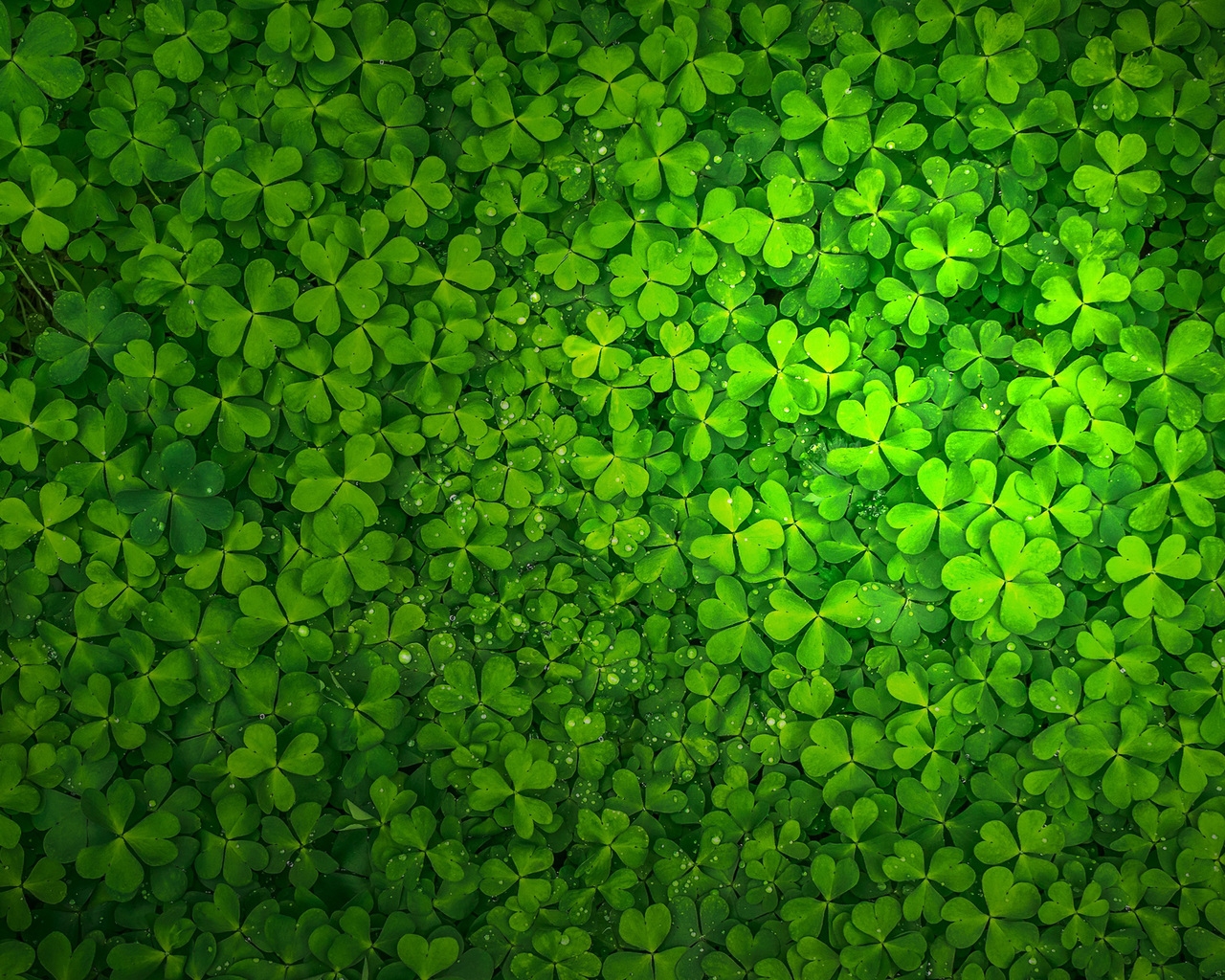 St Patrick's Day for 1280 x 1024 resolution